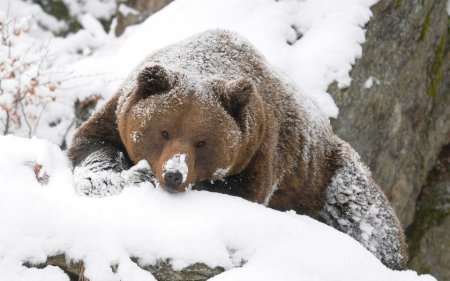 Медведь, попавший под поезд под Норильском, чудом остался жив