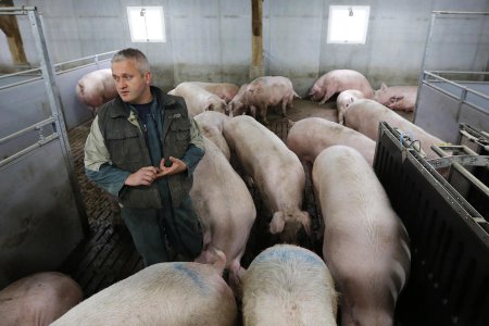 СМИ: Множество французских свиноферм могут разориться из-за санкций против РФ