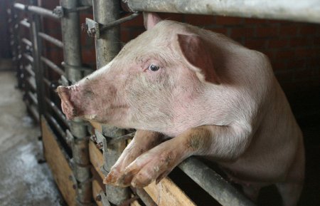 Россельхознадзор: украинская свинина может быть запрещена к ввозу в ближайшие дни