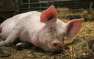 Боевики «Азова» пропили пятерых свиней, принадлежащих фермеру из ЛНР 