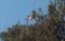 МОЛНИЯ: Второй пилот сбитого Су-24 ВКС РФ спасен армией Сирии в результате  ...