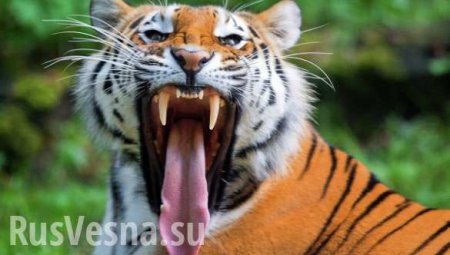Амурские тигры и медведи украли и сломали 10 фотоловушек в Приморье