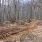 После нас хоть потоп: на Закарпатье массово уничтожают леса (ФОТО)