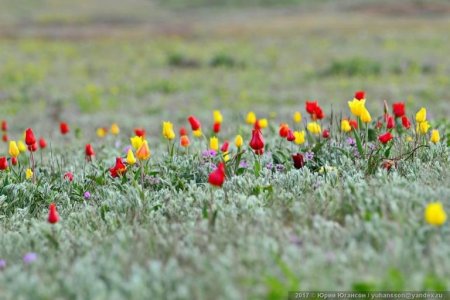 В Крыму зацвели уникальные дикие тюльпаны