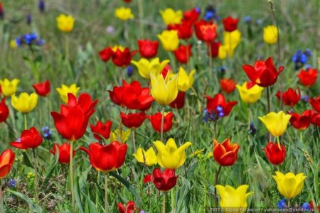 В Крыму зацвели уникальные дикие тюльпаны