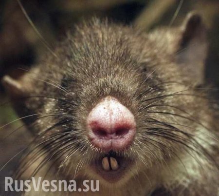 На украинской таможне мыши съели две тонны грецких орехов (ВИДЕО)