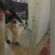 ИГИЛ опубликовали видео нападения на парламент Ирана
