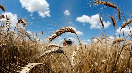 Всё на продажу: когда на Украине примут закон о свободной торговле сельхозземлями