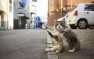 «Бедный мяу-мяу»: кадры с мёртвым котом «порвали» Интернет (ВИДЕО)