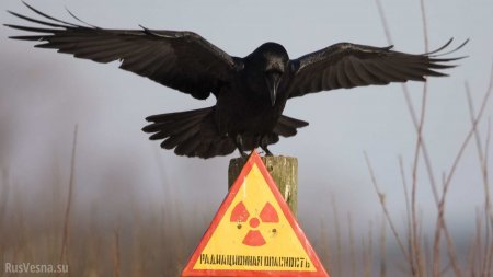 Это Украина: Научные сотрудники пытались вывезти из Чернобыля обогащенный уран (ФОТО)