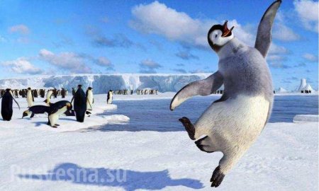Пингвины воруют оборудование на украинской полярной станции в Антарктиде
