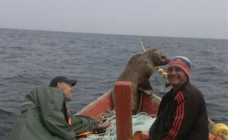 Морской котик заставил сахалинских рыбаков весь день катать его в лодке (ФОТО)