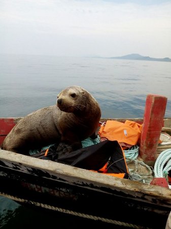 Морской котик заставил сахалинских рыбаков весь день катать его в лодке (ФОТО)