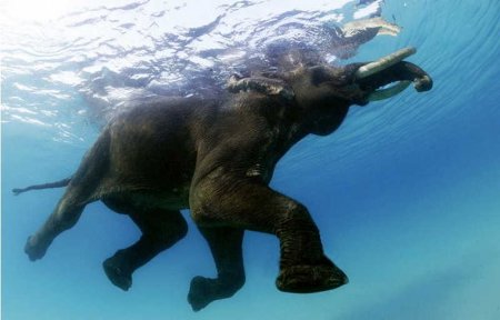 Слоны и верблюды были обнаружены плывущими в океане