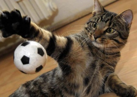 ЧМ-2018: «Моя любовь – футбол и кот»