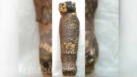 Тайны Египта: учёные изучили знаменитую «мумию сокола» и сделали удивительное открытие (ФОТО, ВИДЕО)