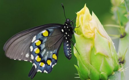 Новый вид бабочек назван в честь архангельского ученого