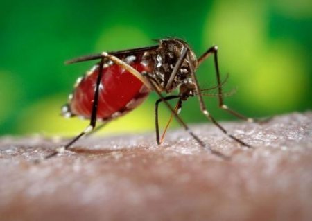 Витамин В12 на защитит от комаров