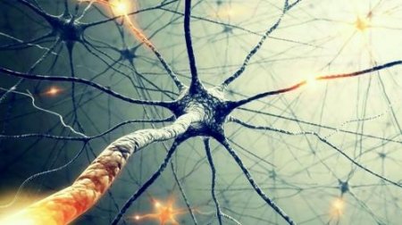 Учёные нашли новый регулятор образования нейронов