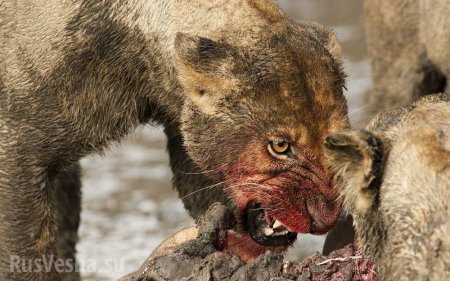 Львы растерзали браконьеров, охотившихся на носорогов