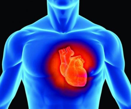 Впервые создана 3D-модель желудочка сердца человека