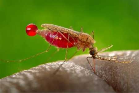 Ученые: Ликвидация малярийных комаров никак не изменит экосистему