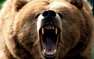 В центре Архангельска полицейский застрелил медведя, напавшего на человека  ...