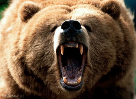 В центре Архангельска полицейский застрелил медведя, напавшего на человека (ФОТО)