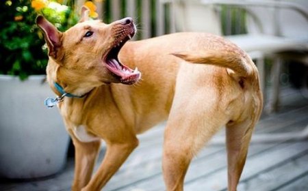 Ученые: Погоня собак за собственных хвостом может означать психическое расс ...