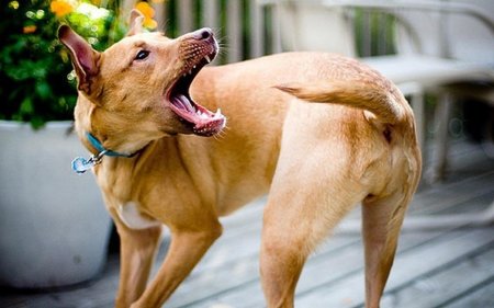 Ученые: Погоня собак за собственных хвостом может означать психическое расстройство