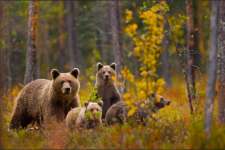«Медведи уже не те»: Предки мутантов найдены в Австрии и Испании