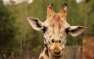 Жираф напал на туристов и искусал их до полусмерти