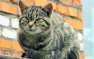 Полиция Лондона раскрыла загадочную гибель сотен кошек (ФОТО)