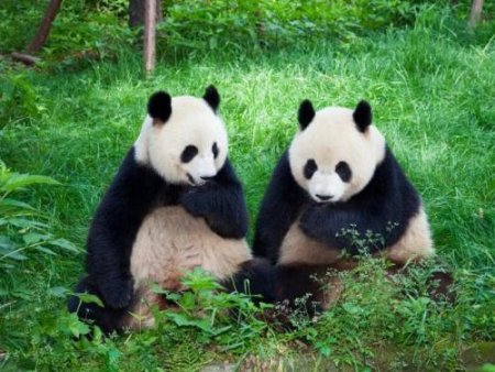 Ученые: Панды перед спариванием поют романтические серенады