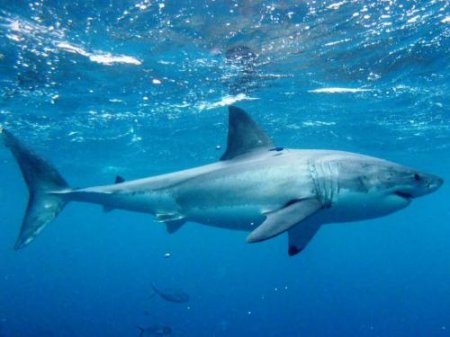 Учёные заявили о вымирания нового вида акул