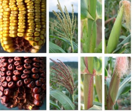 Разгадка тайны 58-летнего гена кукурузы открыла новые возможности для селек ...