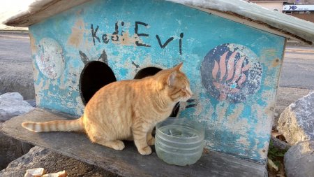«На грани невозможного»: Бездомные коты могут спасать людей от рака