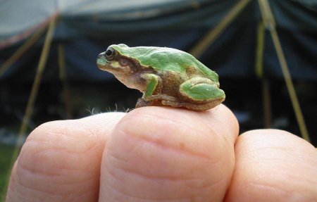 Учёные обнаружили самую маленькую в мире лягушку