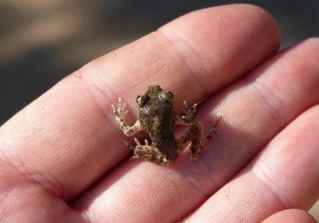 Учёные обнаружили самую маленькую в мире лягушку