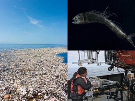 Огромные залежи пластика на дне океана: Морепродукты опасны для здоровья че ...