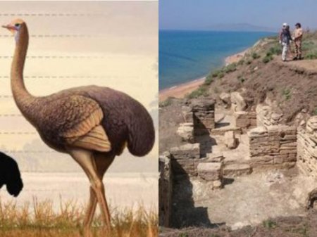 В Крыму нашли окаменелости гигантской птицы весом около 500 кг
