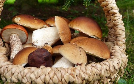 Учёные открыли неожиданную пользу грибов в борьбе с раком простаты