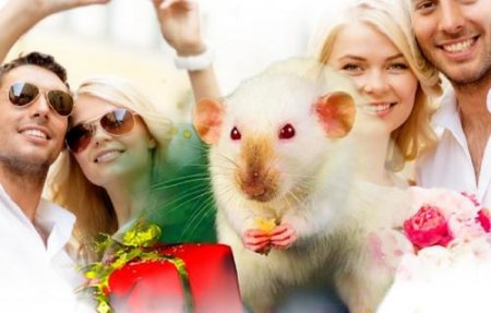 Любвеобильные Крысы: Покровитель 2020 года готовит новые отношения