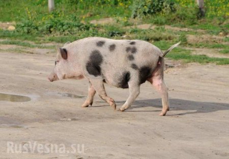 Символично: на западной Украине уходящий год проводили забегом свиней (ВИДЕО)