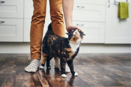 Кошка мимо пройдет - впереди развод: Как питомцы предупреждают о проблемах в семье