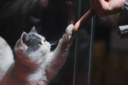 С котами жить - стройнее быть: Перекармливание котиков грозит бедой