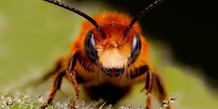 На Украине пчёлы насмерть зажалили мужчину
