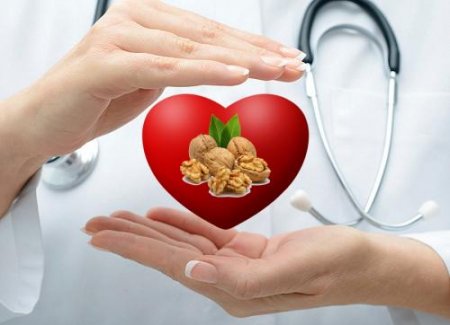 Гарвард: Орехи полезны для сердца, а не для мозга