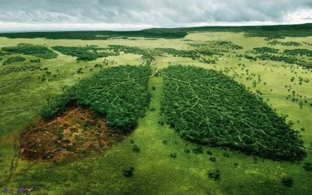 Нет вывозу леса: РФ введёт пошлину на экспорт | Русская весна