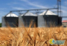 Египет отказался импортировать зерно из Украины